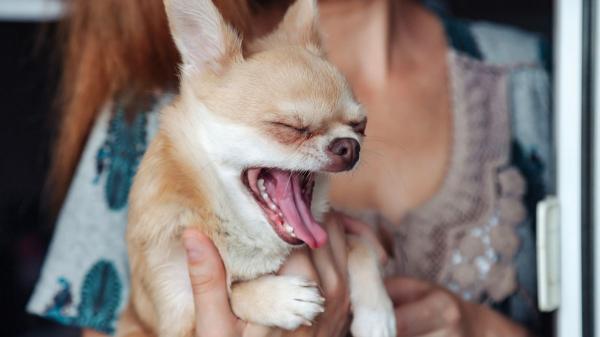 Los expertos avisan: si tu perro bosteza mucho no siempre tiene sueño - Estrés y ansiedad: la causa más infravalorada del bostezo en perros
