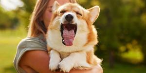 Los expertos avisan: si tu perro bosteza mucho no siempre tiene sueño