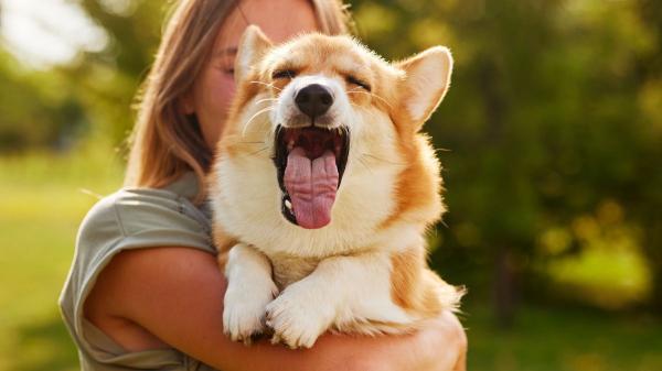 Los expertos avisan: si tu perro bosteza mucho no siempre tiene sueño