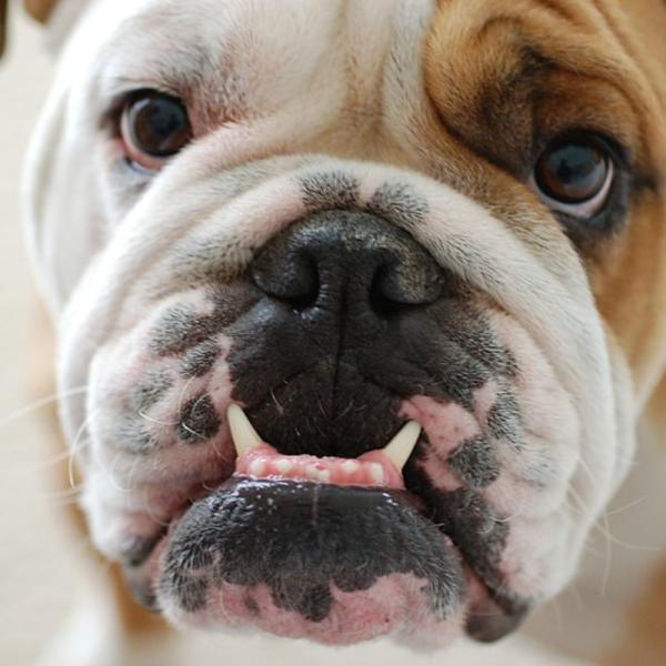 por qué mi perro hace un sonido de graznido