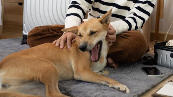 Los expertos avisan: si tu perro bosteza mucho no siempre tiene sueño - Tu perro puede bostezar porque tú has bostezado antes
