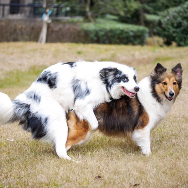 qué edad deben tener los perros para que los arreglen