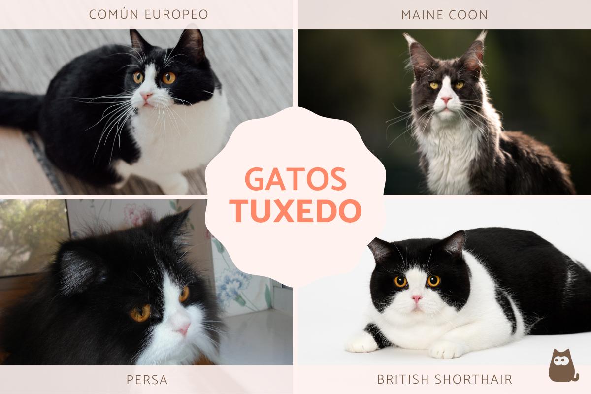 Gatos tuxedo o esmoquin: características, razas y personalidad