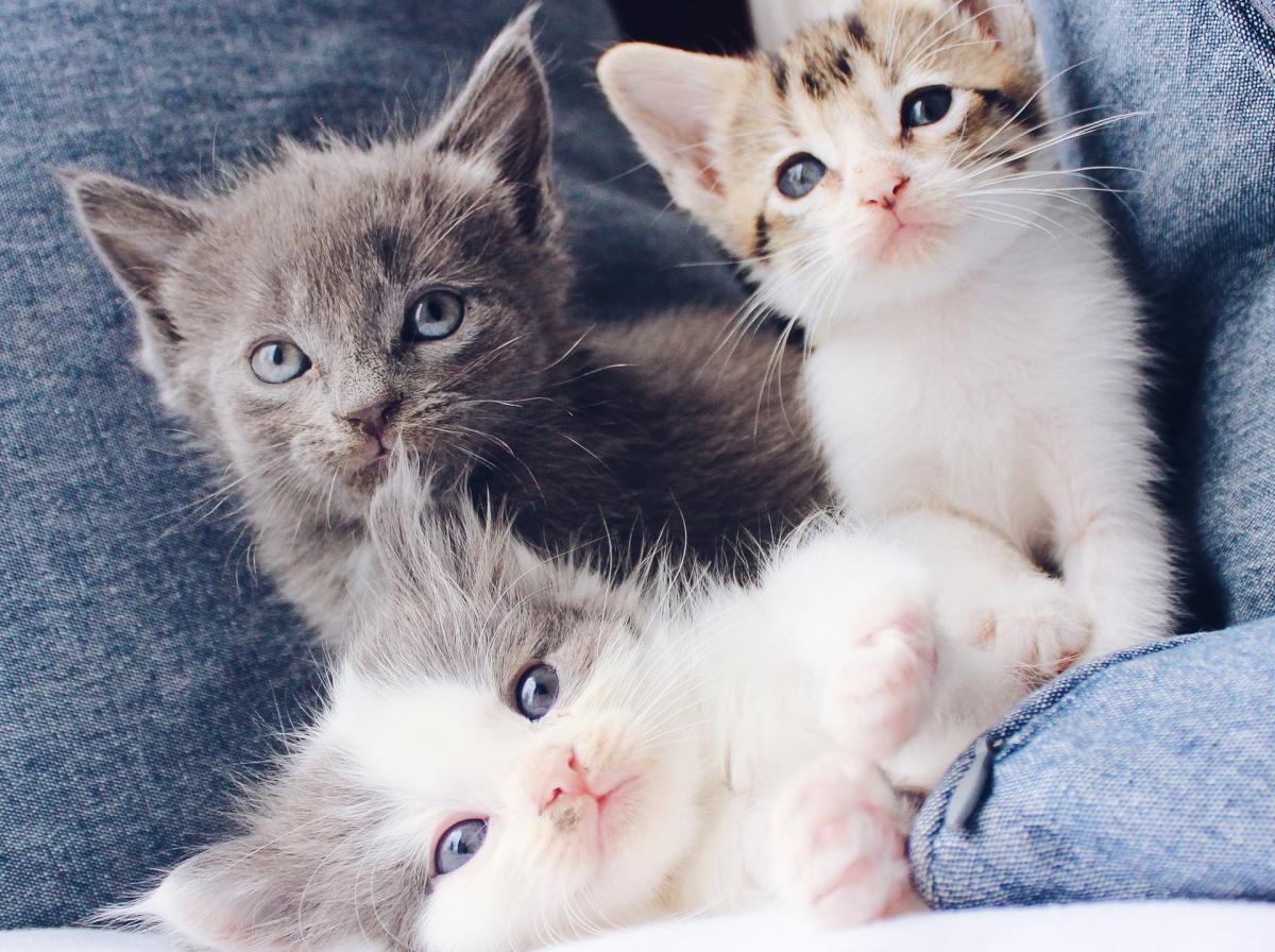 ¿Los gatos cambian de color al crecer?