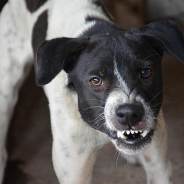 cómo detener el comportamiento agresivo del perro.