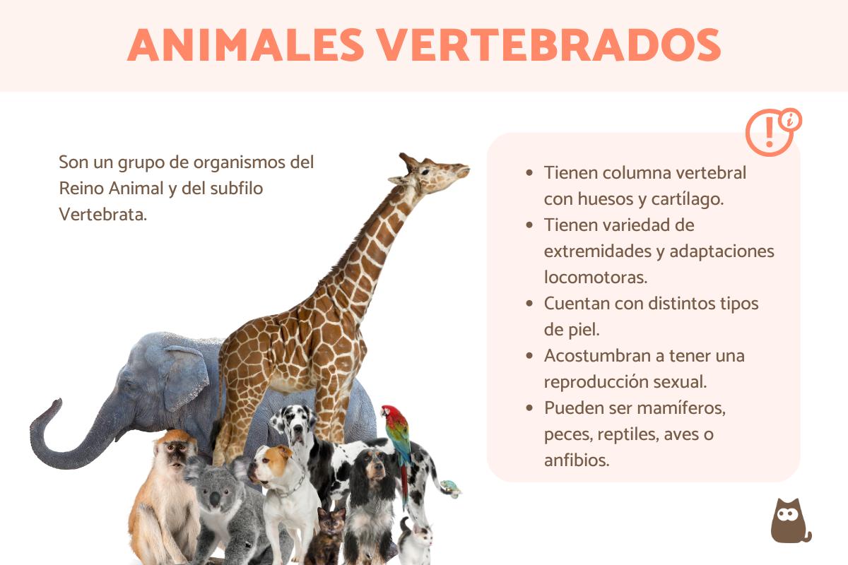 Animales vertebrados - Ejemplos y características