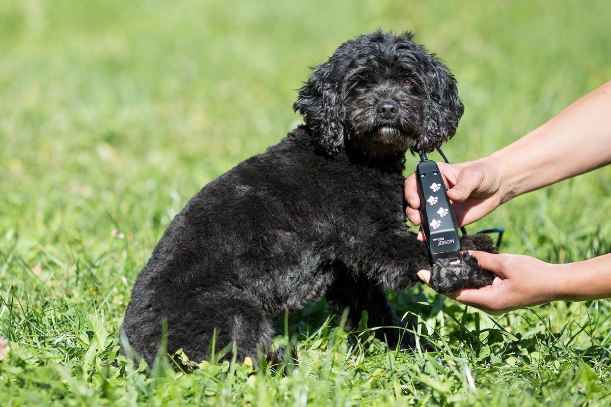¿Cómo cortar el pelo de las almohadillas del perro?