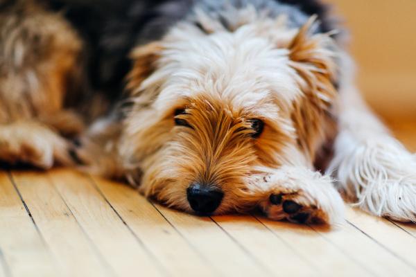 Señales de que a mi perro le duele la barriga - ¿Cómo se manifiesta el dolor abdominal en perros?