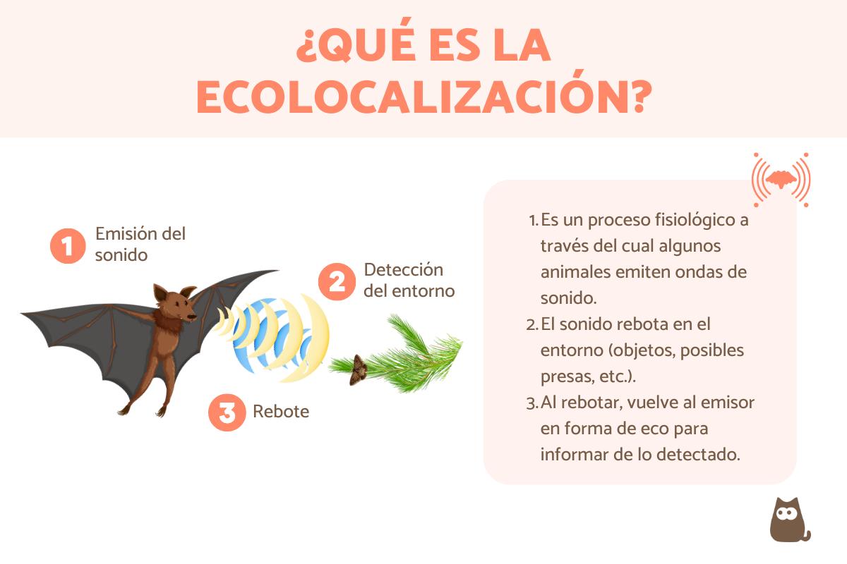 ¿Qué es la ecolocalización y qué animales la utilizan?