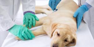 Señales de que a mi perro le duele la barriga