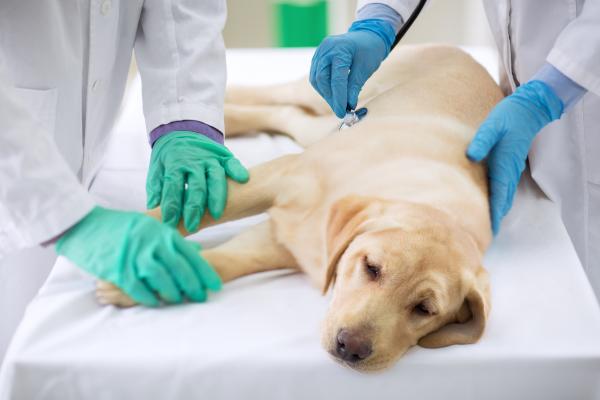 Señales de que a mi perro le duele la barriga