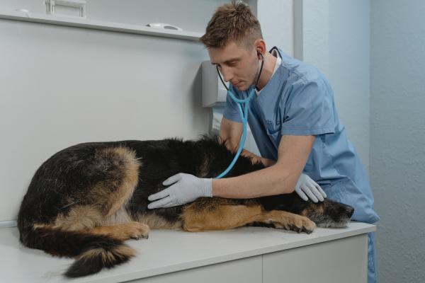 Señales de que a mi perro le duele la barriga - Síntomas de un perro enfermo del estómago