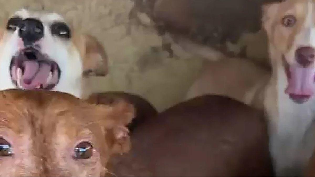 Un policía fuera de servicio y varios vecinos rescatan a nueve perros atrapados por un incendio en La Rioja