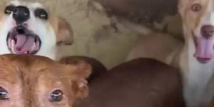 Un policía fuera de servicio y varios vecinos rescatan a nueve perros atrapados por un incendio en La Rioja