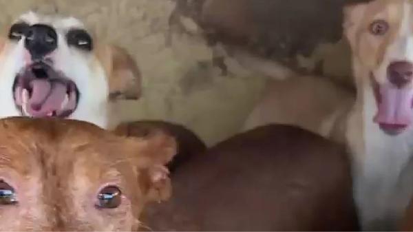 Un policía fuera de servicio y varios vecinos rescatan a nueve perros atrapados por un incendio en La Rioja