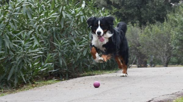 Mantener a tu perro activo es clave para que viva más y mejor: el ejercicio no empieza ni termina en el paseo - Cada perro tiene su propia manera de disfrutar del juego