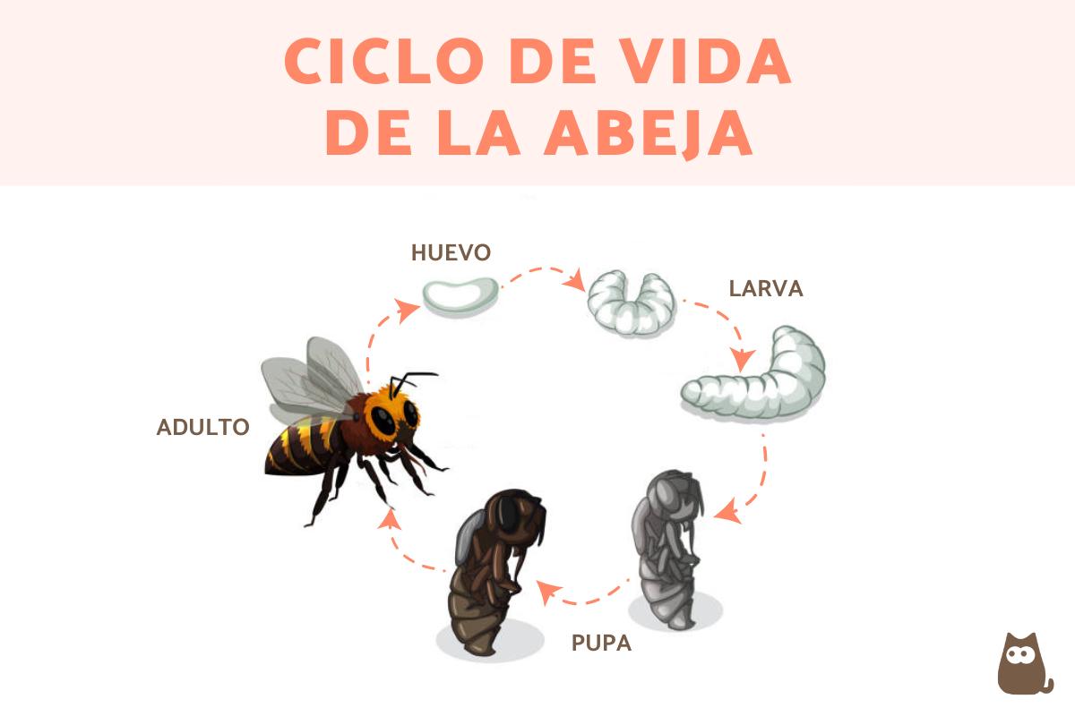 Ciclo de vida de las abejas
