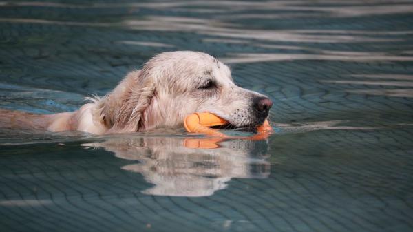 Mantener a tu perro activo es clave para que viva más y mejor: el ejercicio no empieza ni termina en el paseo - El agua también invita a jugar y moverse