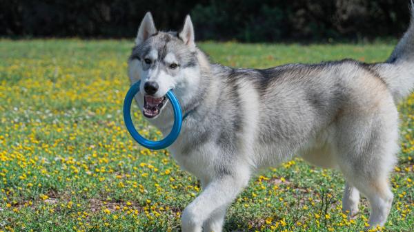 Mantener a tu perro activo es clave para que viva más y mejor: el ejercicio no empieza ni termina en el paseo - Juegos de lanzar y recoger para perros a los que les encanta correr