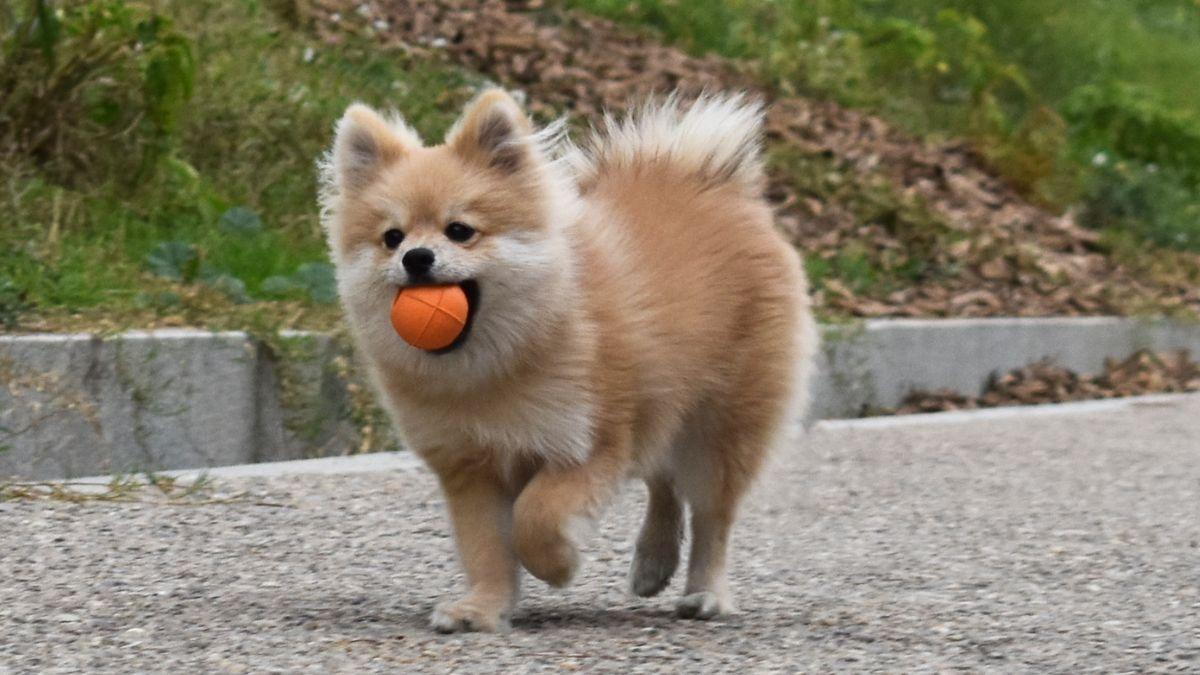 Mantener a tu perro activo es clave para que viva más y mejor: el ejercicio no empieza ni termina en el paseo