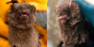 Descubren dos nuevas especies de murciélagos en Camerún y científicos de Doñana participan en el hallazgo