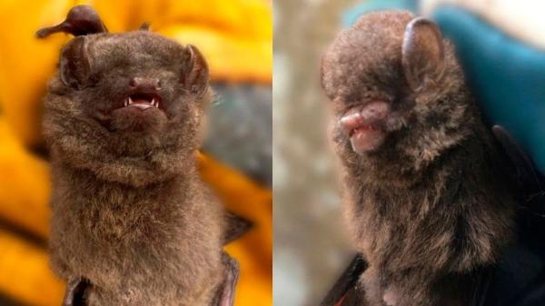Descubren dos nuevas especies de murciélagos en Camerún y científicos de Doñana participan en el hallazgo