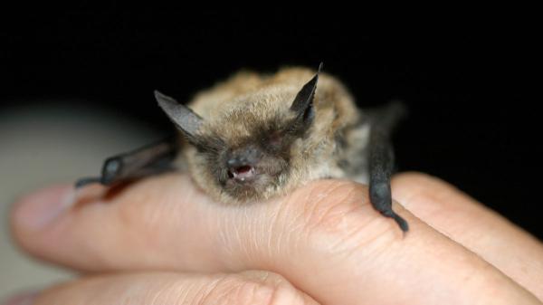 Descubren dos nuevas especies de murciélagos en Camerún y científicos de Doñana participan en el hallazgo - Más de 120 especies de murciélagos viven en Camerún y todavía queda mucho por conocer