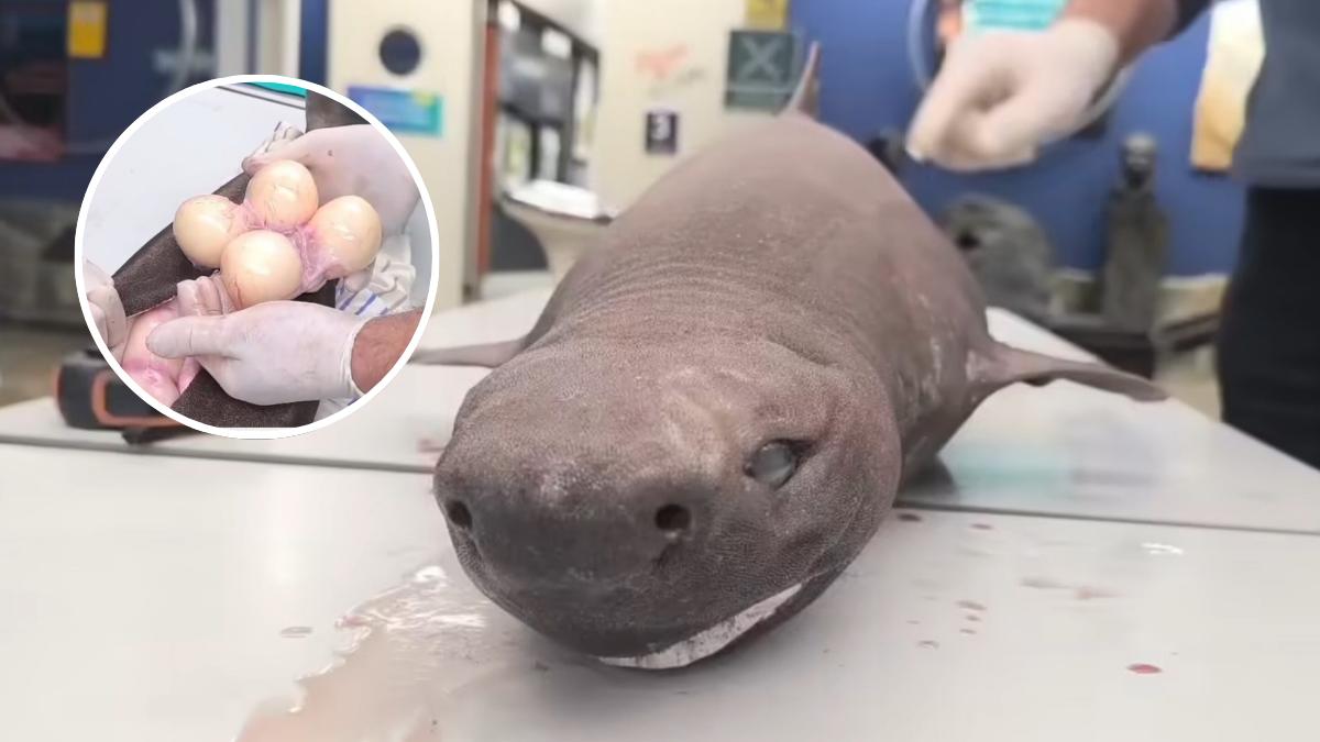 El tiburón foca que ha sorprendido en Asturias: cómo es esta especie y dónde vive normalmente