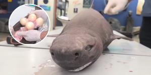 El tiburón foca que ha sorprendido en Asturias: cómo es esta especie y dónde vive normalmente