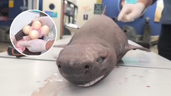 El tiburón foca que ha sorprendido en Asturias: cómo es esta especie y dónde vive normalmente