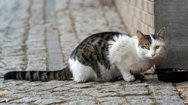 Los gatos de las colonias cazan roedores, pero la ciencia cuestiona que puedan controlar realmente sus poblaciones - España apuesta por controlar las colonias mediante el método CER