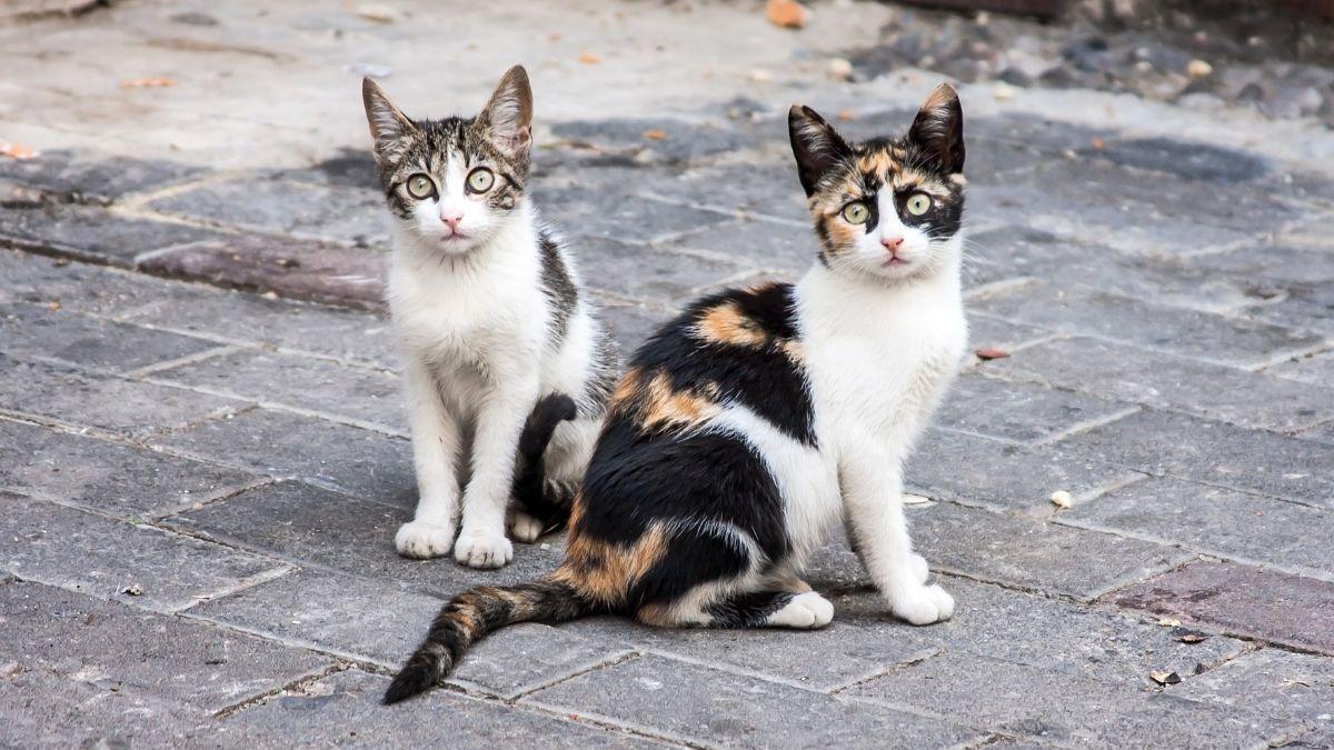 Los gatos de las colonias cazan roedores, pero la ciencia cuestiona que puedan controlar realmente sus poblaciones