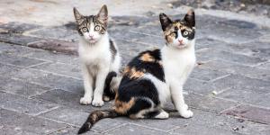 Los gatos de las colonias cazan roedores, pero la ciencia cuestiona que puedan controlar realmente sus poblaciones