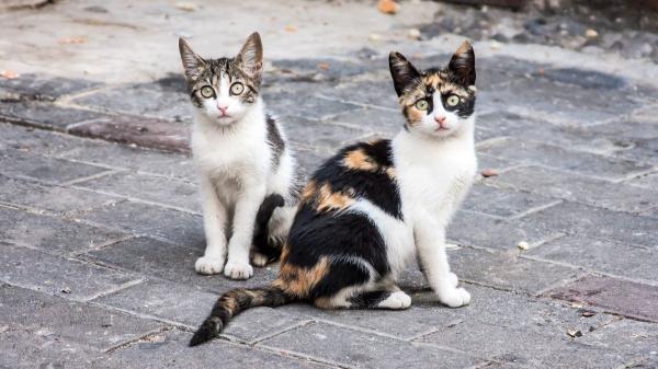 Los gatos de las colonias cazan roedores, pero la ciencia cuestiona que puedan controlar realmente sus poblaciones
