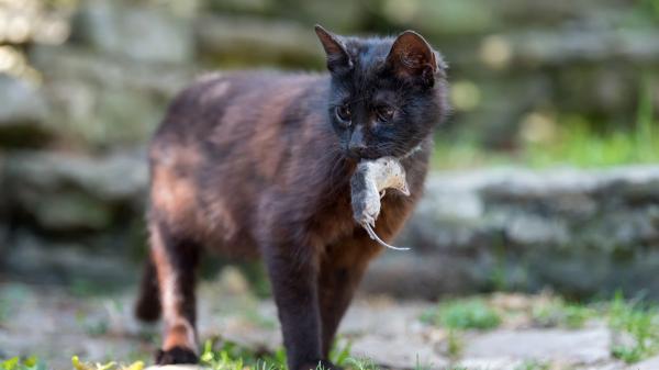 Los gatos de las colonias cazan roedores, pero la ciencia cuestiona que puedan controlar realmente sus poblaciones - Los gatos mantienen su instinto de caza aunque reciban alimento