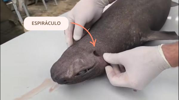 El tiburón foca que ha sorprendido en Asturias: cómo es esta especie y dónde vive normalmente - ¿Por qué es tan raro ver un tiburón foca cerca de la costa? ¿Dónde vive? 