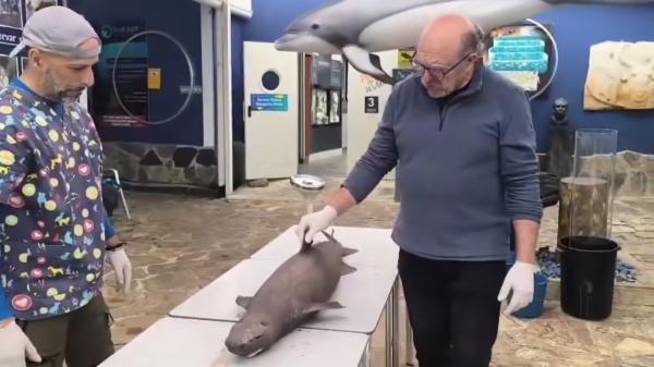 El tiburón foca que ha sorprendido en Asturias: cómo es esta especie y dónde vive normalmente - Todo lo que se sabe sobre cómo es el extraño tiburón foca