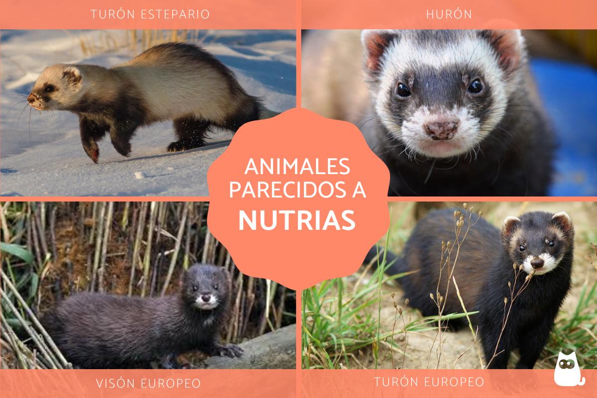 Animales parecidos a la nutria