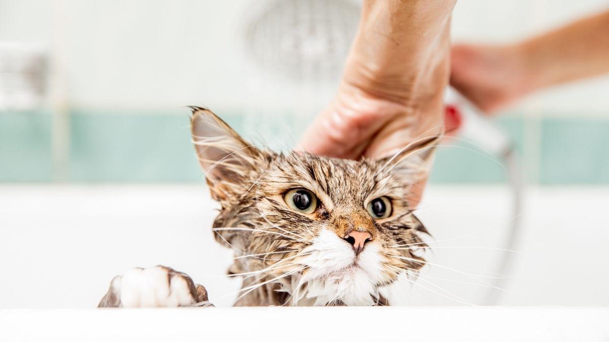 ¿Hay que bañar a los gatos o se limpian solos? Descubre cuándo el baño sí es necesario según los expertos
