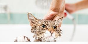 ¿Hay que bañar a los gatos o se limpian solos? Descubre cuándo el baño sí es necesario según los expertos