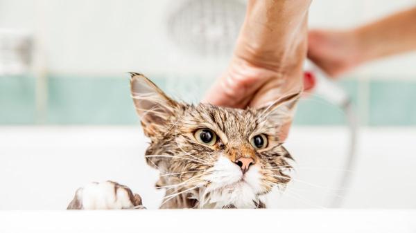 ¿Hay que bañar a los gatos o se limpian solos? Descubre cuándo el baño sí es necesario según los expertos