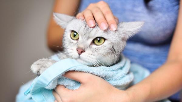 ¿Hay que bañar a los gatos o se limpian solos? Descubre cuándo el baño sí es necesario según los expertos - Los gatos mayores o muy pequeños pueden necesitar que los bañes