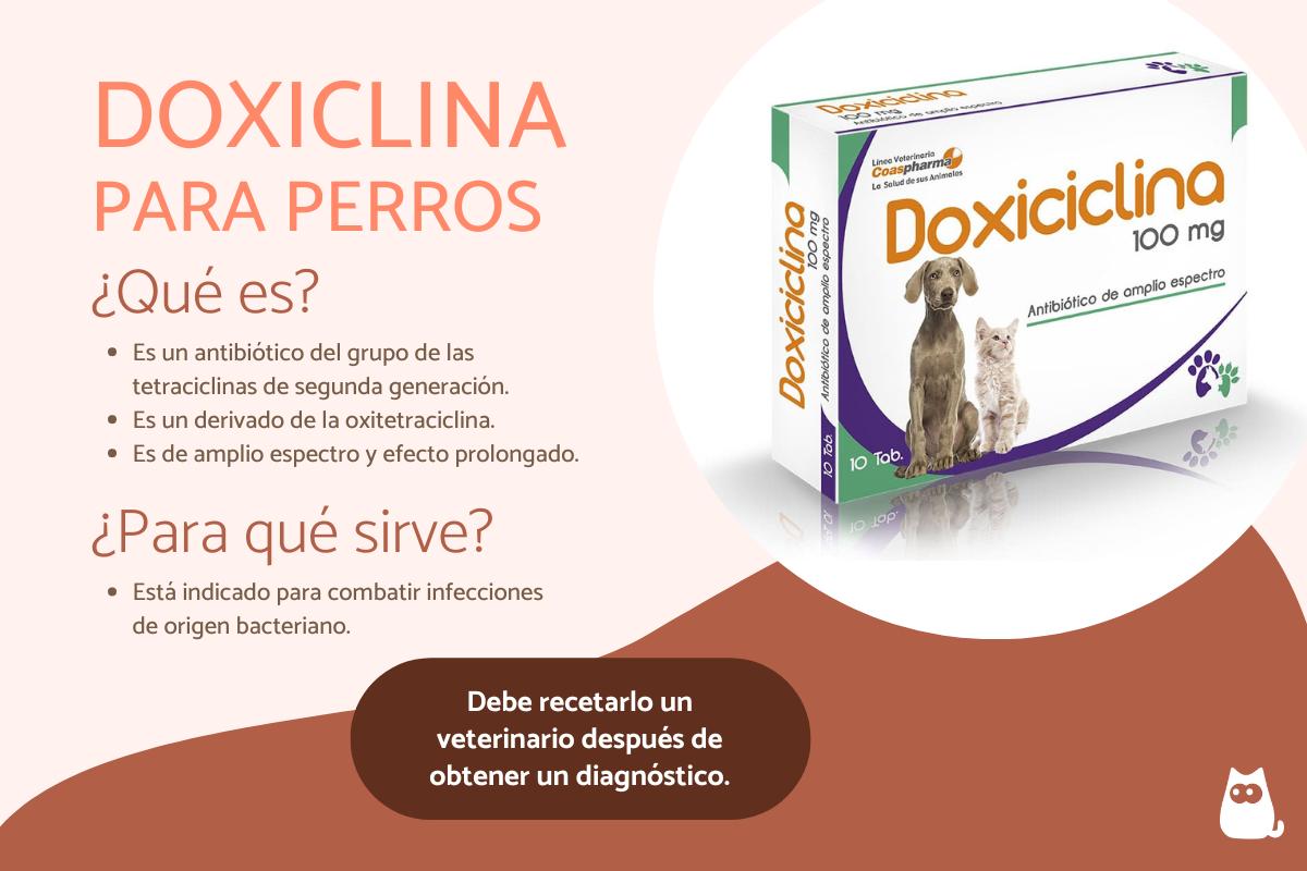 Doxiciclina para perros: qué es y para qué sirve