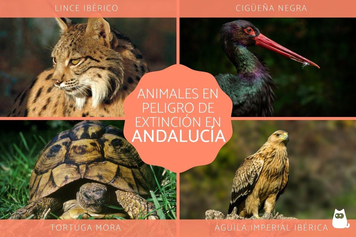 Animales en peligro de extinción en Andalucía