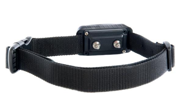 Ya ha entrado en vigor: la Ley de Bienestar Animal prohíbe el uso de collares eléctricos y de pinchos en perros - La Ley de Bienestar Animal fija el fin de los collares eléctricos, de ahorque y de pinchos