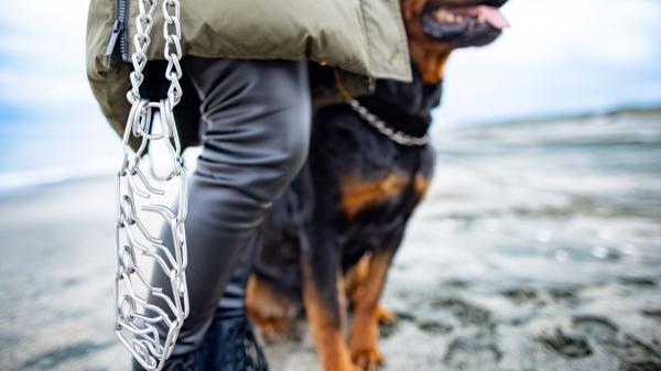 Ya ha entrado en vigor: la Ley de Bienestar Animal prohíbe el uso de collares eléctricos y de pinchos en perros - Multas y sanciones por usar collares para perros prohibidos tras la nueva ley