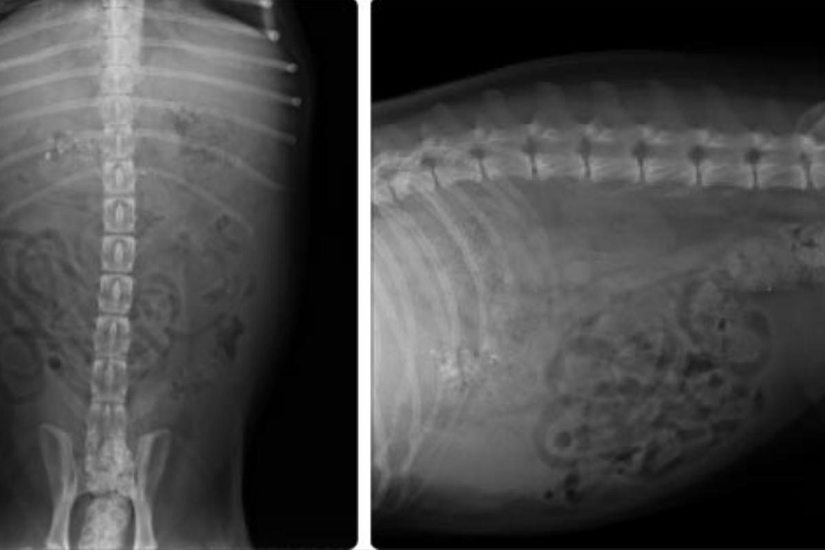Peritonitis en perros - Síntomas y tratamiento