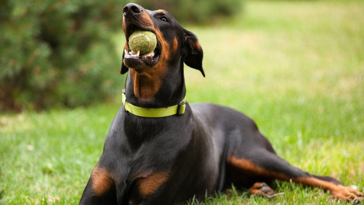 Ya ha entrado en vigor: la Ley de Bienestar Animal prohíbe el uso de collares eléctricos y de pinchos en perros