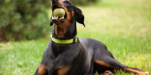 Ya ha entrado en vigor: la Ley de Bienestar Animal prohíbe el uso de collares eléctricos y de pinchos en perros
