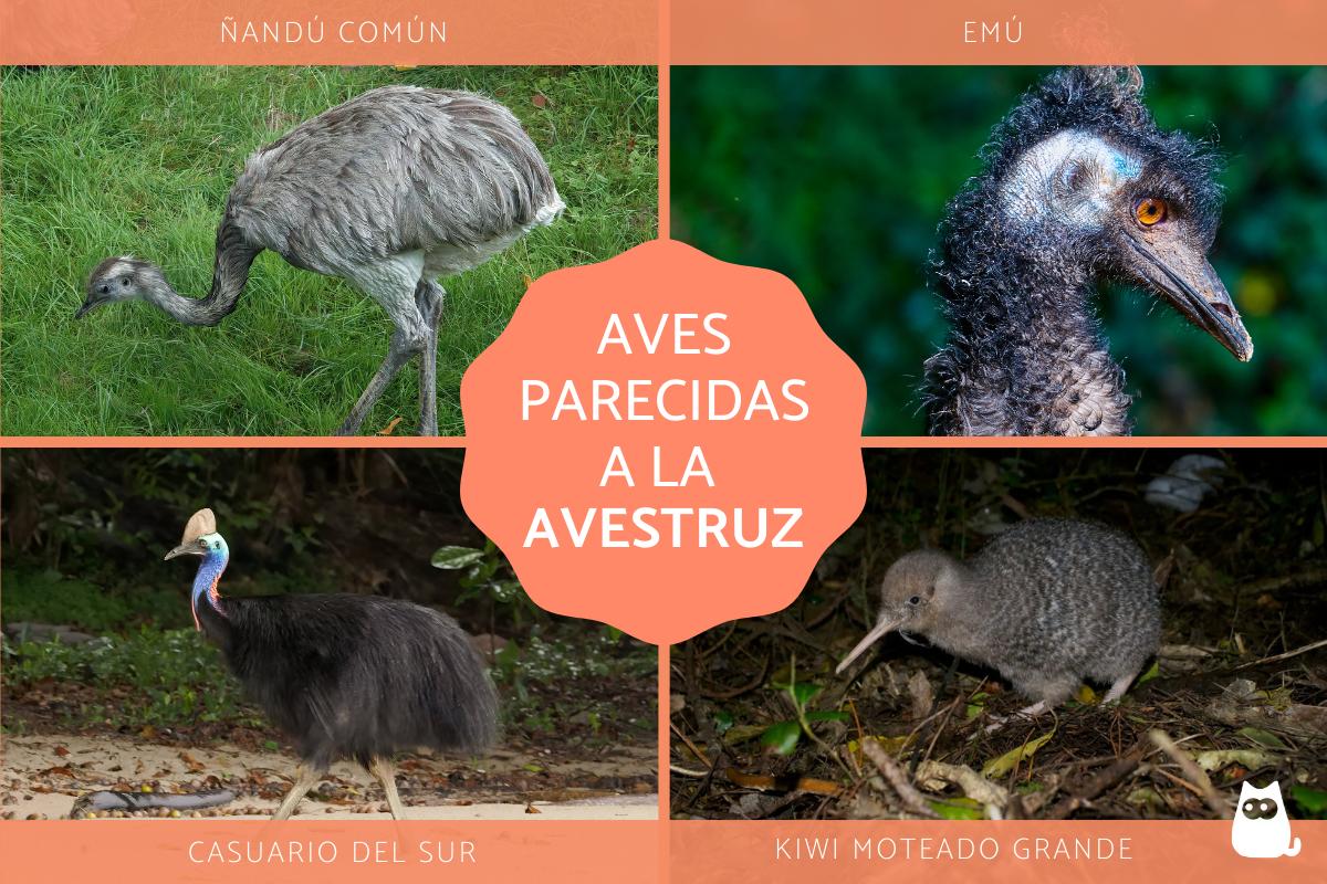 Aves parecidas al avestruz